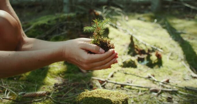 Person holding a pine sapling with moss in cupped hands preparing to plant it in the forest