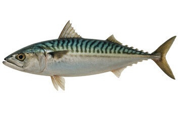 Fototapeta premium Profile view of an atlantic mackerel fish swimming, isolated on transparent background, ideal for seafood or fishing projects