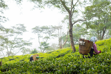 Female workers of Tea garden in traditional attire and cane basket plucking green tree leaves on Lush green slopes of hills with tea plantation. 