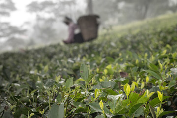 Close-up view of young tea leaves growing in a lush green tea garden, representing freshness and early harvest.