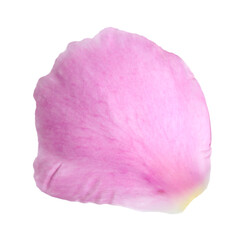 One beautiful peony petal isolated on white