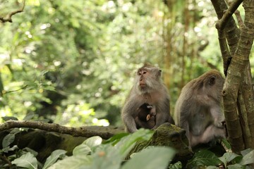 Cute monkeys sitting near tree in park, space for text