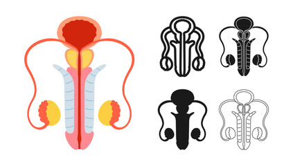 Male reproductive system anatomy symbol set . Anatomical bladder, penis prostate testicles symbol on white background. Drawing organ human man anatomy medical education design vector illustration © neliakott