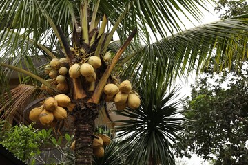 Coconuts growing on palm tree outdoors, low angle view