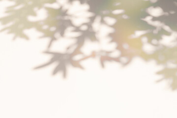 식물그림자와 카피공간이 있는 배경