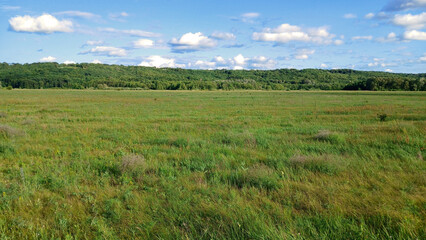 Beautiful meadow with herbs and trees in the forest against the sky. Summer landscape, green grass