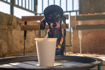 A cute dachshund wearing a colorful collar and cap, sitting next to a white coffee cup on a sunny patio. the playful pose captures canine curiosity and vibrant outdoor vibes.