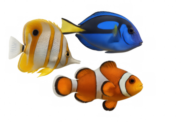 Copperband butterflyfish, regal tang, and ocellaris clownfish swimming underwater on a transparent background