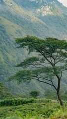 A lone tree stands tall in a lush tea garden with dense mountain forests in the background in darjeeling India.