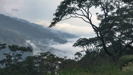 Misty mountain valley with dramatic tree silhouettes and rolling clouds under a serene, overcast sky.