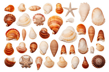Obraz premium Seashell Collection: Diverse Marine Treasures transparent background png