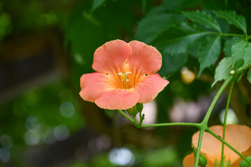 ノウゼンカズラ　Chinese trumpet vine