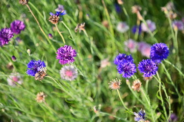 Blue and Purple Cornflower