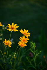 Yellow Flowers