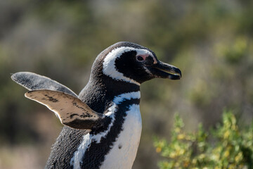 Pingüino abre sus aletas en las costas de Chubut, Patagonia Argentina