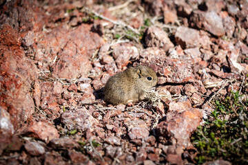 Cria de Cuis en la Patagonia Argentina