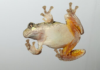 Cope's Gray Treefrog (Hyla chrysoscelis) looking alert while it clings sideways to a pane of glass. The yellow coloration on its legs (flash color) is used to distract predators. 
