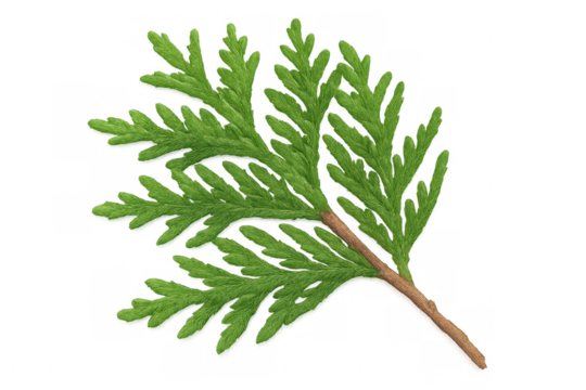 Green thuja branch close-up, revealing intricate needles and fine texture, set against transparent backdrop for versatile graphic design use