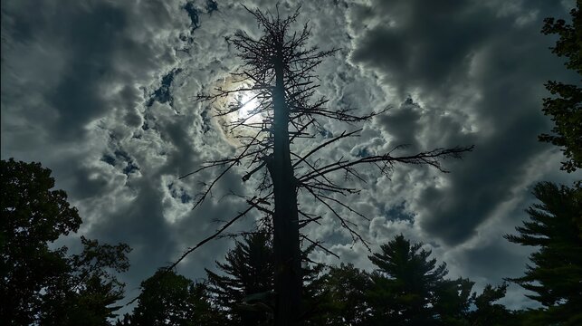 Dead tree silhouetted against stormy sky - Powered by Adobe