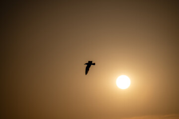 bird in the sky
