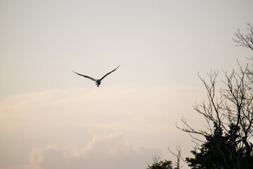 bird in flight