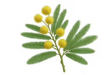 Sprig of mimosa flowers with bipinnate leaves isolated on transparent background, perfect for spring designs