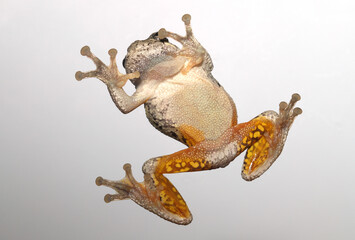 Cope's Gray Treefrog (Hyla chrysoscelis) climbing up a pane of glass.  The bright yellow color on its belly and inner-thighs is flash coloration that distracts predators when the frog jumps.
