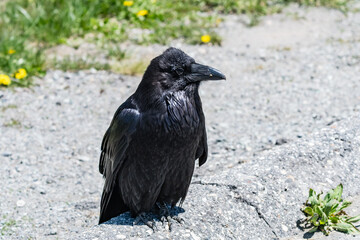 A Common Raven in Yellowstone National Park, Wyoming, United States