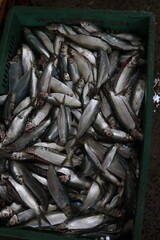 Fototapeta premium fish sardines for sale to the consumer