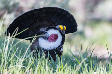 A male Dusky Grouse in Yellowstone National Park, Wyoming, United States.