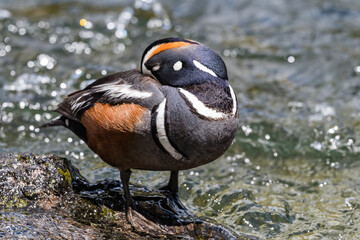 A Harlequin Duck in Yellowstone National Park, Wyoming, United States.