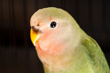 Close-up of a rosy-faced lovebird