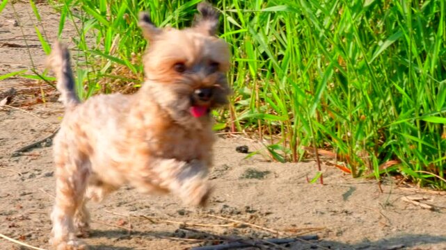 Happy little Yorkshire Terrier small dog running sandy beach slow motion sunny day bright colourful