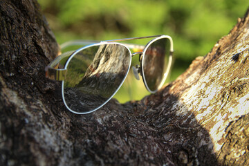 Gafas de sol tipo aviador sobre corteza de árbol en un entorno natural