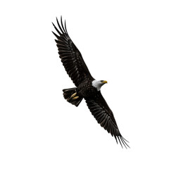 Obraz premium Bald eagle soars majestically isolated on transparent background