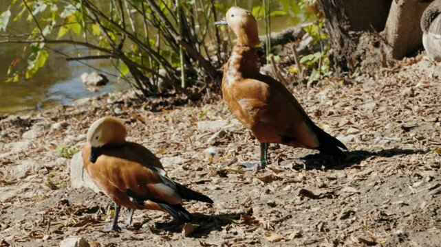 Two ruddy shelducks stand by a pond on a sunny autumn day. One preens its feathers, while the other looks around. They are brown with white markings and have distinctive crests.