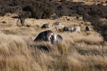 Sheep grazing in South Island, New Zealand, on May 24, 2025. Dry grass, scattered bushes, and dense...