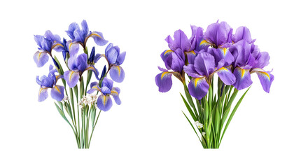 Beautiful arrangement of purple and blue iris flowers on a white background