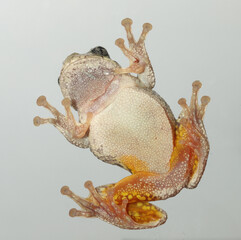 A male Cope's Gray Treefrog (Hyla chrysoscelis) clinging to glass with its adhesive toepads. It can be identified as a male by the loose, dark skin under its throat.