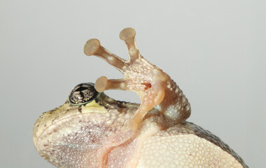 Close-up of the toepads that a Cope's Gray Treefrog (Hyla chrysoscelis) uses to climb. 