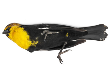 dead bird on white background of the species Xanthocephalus xanthocephalus, dead bird concept