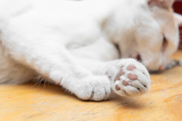 detail of domestic cat paws, cat paw concept