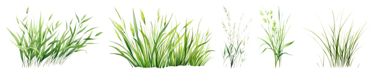 Fototapeta premium PNG Lush green grass plants illustration, element set on transparent background