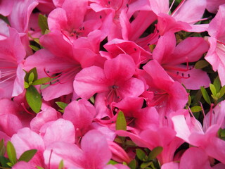 Vibrant close-up of pink azalea flowers in full bloom, captured in Japan. Showcases delicate petals...