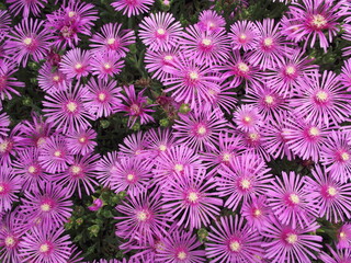 Vibrant field of pink ice plants (Delosperma cooperi) in full bloom, captured in Japan. Dense...