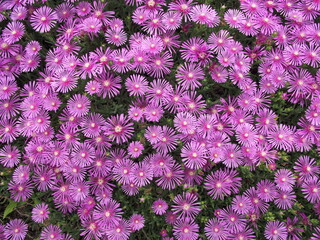 Vibrant field of pink ice plants (Delosperma cooperi) in full bloom, captured in Japan. Dense...