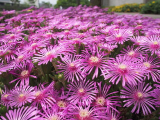 Vibrant field of pink ice plants (Delosperma cooperi) in full bloom, captured in Japan. Dense...