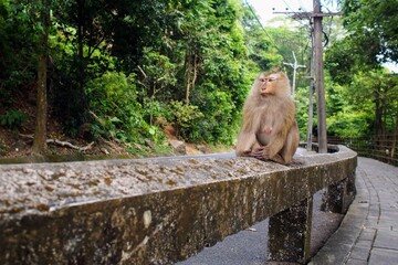 Monkey sitting on a stone railing at Rang Hill, Phuket, Thailand, surrounded by lush greenery. The...