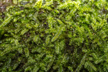 Racopilum cuspidigerum is a moss with a widespread distribution. found in forests on rotting wood,...