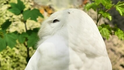 A breathtaking white owl is poised gracefully amidst a lush green foliage, embodying natures tranquility